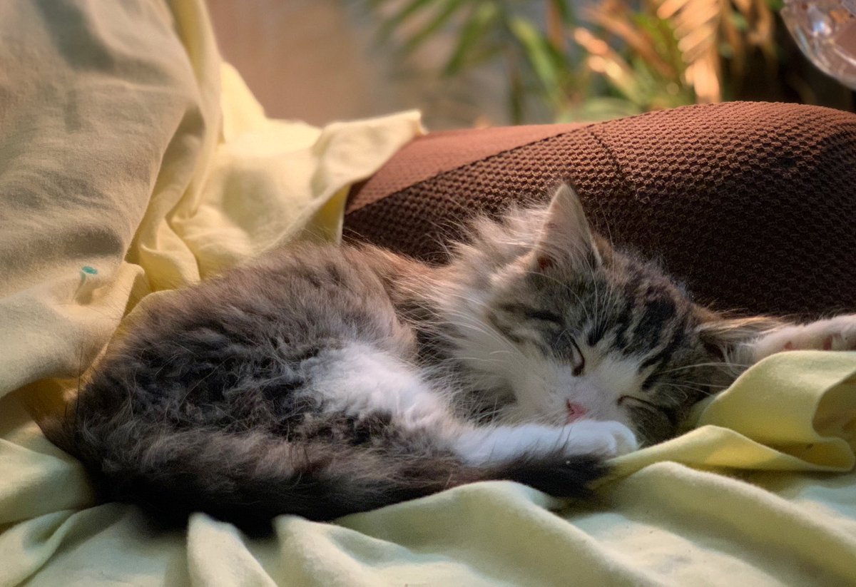 _Sky11x's tweet image. Here’s our munchkin. You should enter your dog! @CCora96 few days left #PVCastingCall2021 @petvalu (there’s a link on their Instagram)