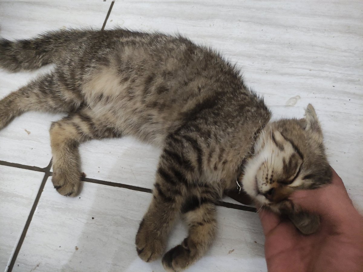 mazzini_gsp's tweet photo. Bangsat yang siram anak kesayangan gue pake kuah bakso, salah dia apa sih ya Tuhan😭 nih pulang langsung ngadu dia. https://t.co/miGY4JZB1n