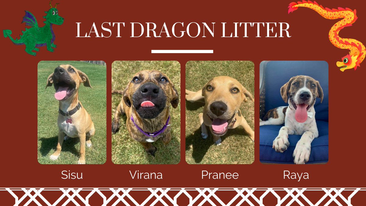 Don't forget to sign up for our Virtual Adoption Showcase happening on Sunday, July 25 at 11am! Sisu, Virana, Pranee & Raya from the Last Dragon Litter are all looking for their #fureverhomes. You can meet them & other #adoptable cuties if you register at lasthopek9.org/events!