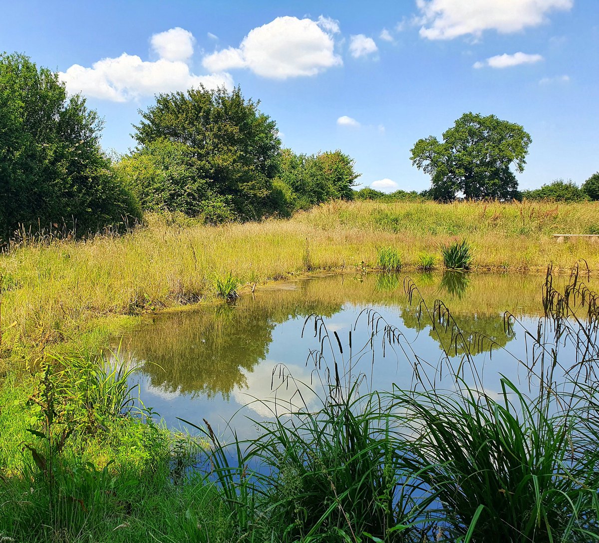 The pond in all its summer glory.
#weddingwood #weddingbuckinghamshire #woodlandwedding #paulskoneweddingcelebrant