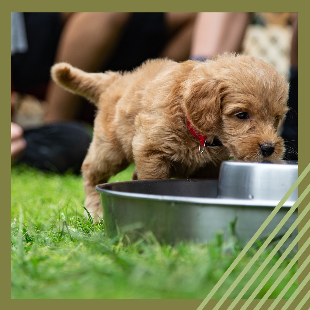 verdeatcooley's tweet photo. Verde will feature dining experiences with plenty of covered patios and shaded spaces. We will also include water stations for our furriest of friends. #ComingToGilbert #AZLife #VerdeAtCooleyStation #Dogstagram #DogsOfInstagram #PicOfTheDay https://t.co/ORCmPCdMMv