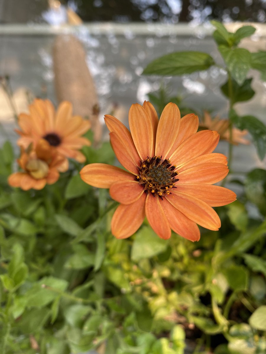 susiekju's tweet photo. My children are a little ashamed of me, but I stand by my hobby of "Garbage Picking" in the local #cemetery. I have been able to save great plants from the brown bin in the last two years #containern #secondchance #flowerpower #plants #Sustainability #garbagepicking #blumenretten https://t.co/NTpthG0h9P