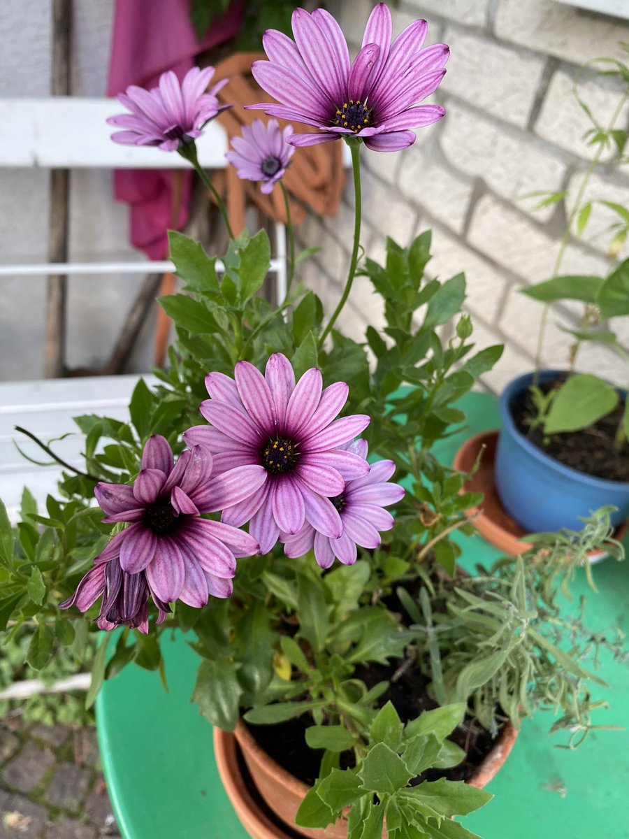 susiekju's tweet photo. My children are a little ashamed of me, but I stand by my hobby of "Garbage Picking" in the local #cemetery. I have been able to save great plants from the brown bin in the last two years #containern #secondchance #flowerpower #plants #Sustainability #garbagepicking #blumenretten https://t.co/NTpthG0h9P