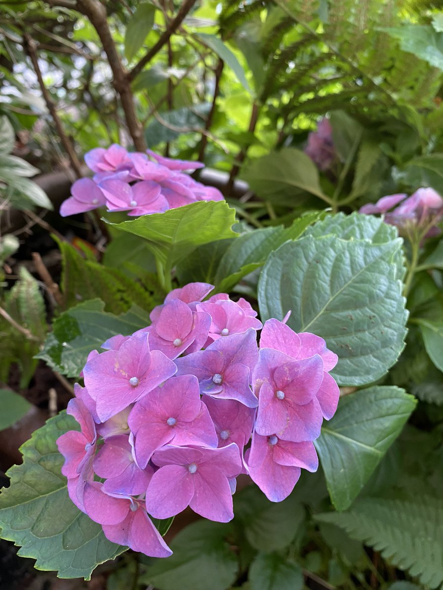 susiekju's tweet photo. My children are a little ashamed of me, but I stand by my hobby of "Garbage Picking" in the local #cemetery. I have been able to save great plants from the brown bin in the last two years #containern #secondchance #flowerpower #plants #Sustainability #garbagepicking #blumenretten https://t.co/NTpthG0h9P