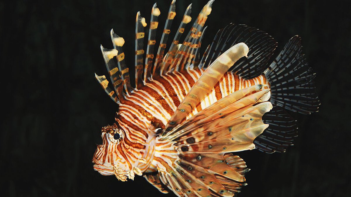 Today's fish of the day are Lionfish!