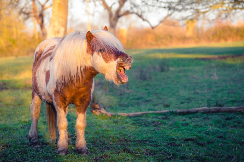 dailystar's tweet photo. Man caught standing behind pony with trousers down says 'it's not what it looks like' https://t.co/uMphzVld8U https://t.co/zS16B6kpUQ