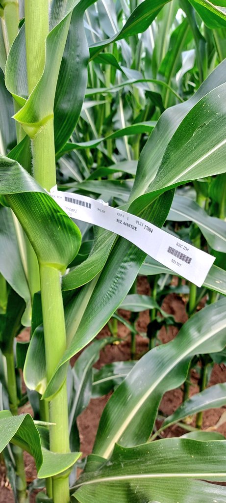 henryprinzen's tweet photo. @Maizex research plot right in @bprinzen backyard. Beautiful location on some tough Haldimand clay. @Maizex continues to invest research in new locations so we can bring hybrids forward that suit niche Canadian environments #LocalResearch #CanadaFocused #CanadianOwned https://t.co/1kC2O3mtZ5