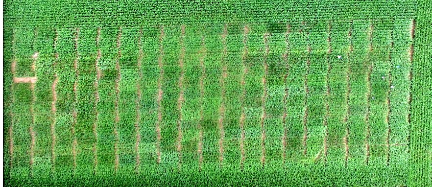 <a href="/Maizex/">Maizex Seeds</a> research plot right in <a href="/bprinzen/">Bert Prinzen</a> backyard. Beautiful location on some tough Haldimand clay. <a href="/Maizex/">Maizex Seeds</a> continues to invest research in new locations so we can bring hybrids forward that suit niche Canadian environments #LocalResearch #CanadaFocused #CanadianOwned