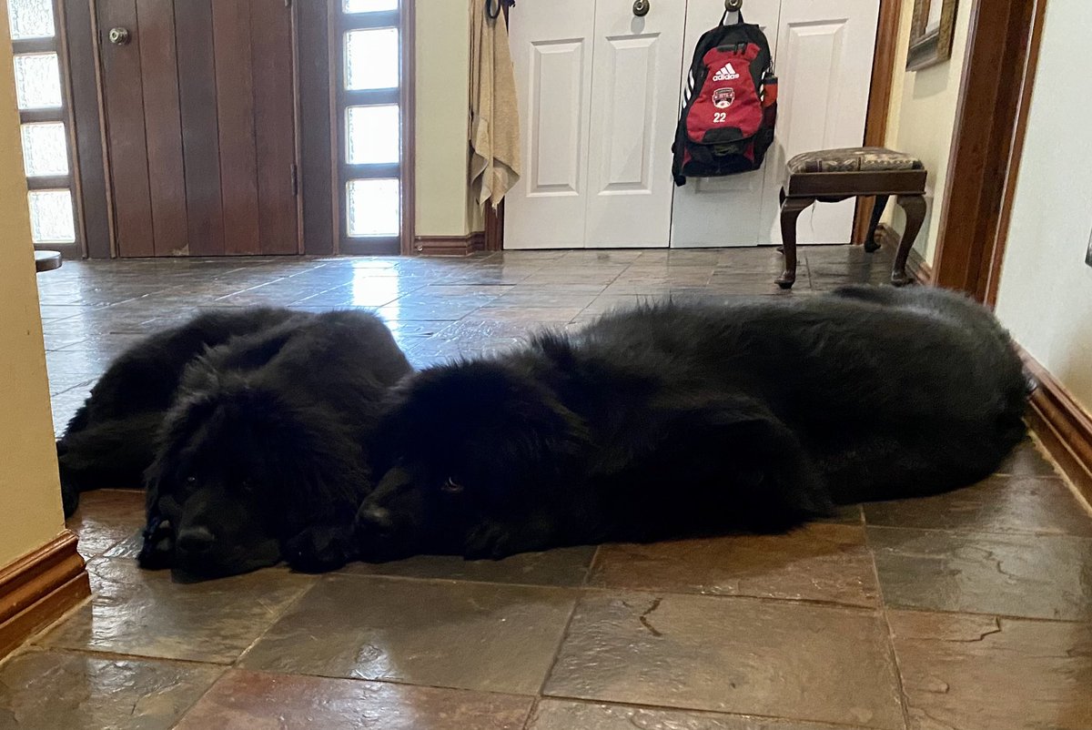 shoilz's tweet image. Slow moving morning @petvalu   #PVCastingCall2021