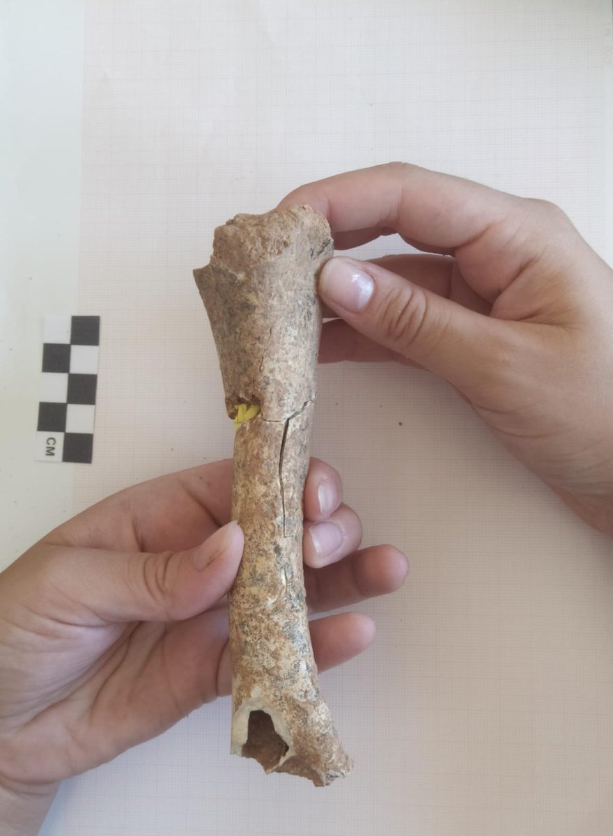 ⛏ NUEVO HALLAZGO ⛏
•
En la jornada de hoy, hemos tenido otro fantástico hallazgo. 🤩

Se trata de un húmero de un espécimen juvenil de talla media. En la imagen se puede observar la labor de reconstrucción en el laboratorio. 

¡Seguimos trabajando! 🧡💪🏼