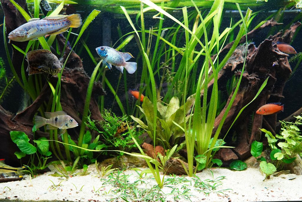 AquariumFan's tweet photo. Name them all:
.
.
.
.
#plantedtank #aquascape #aquarium #aquarium_fan #aquariumsofinstagram #freshwater #tropicalfish #betta #tetra #plantedaquarium https://t.co/rY9aPGV3eb