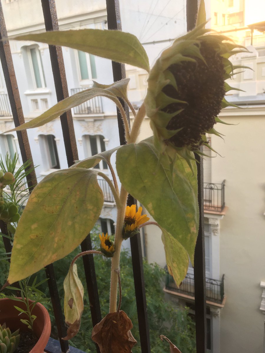Mazterdog's tweet photo. Primera vez que veo esto 🌻🌻 https://t.co/tCCbpxLtPk