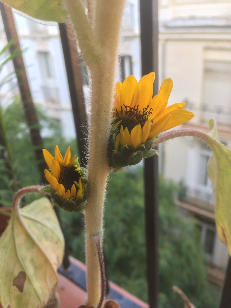 Primera vez que veo esto 🌻🌻