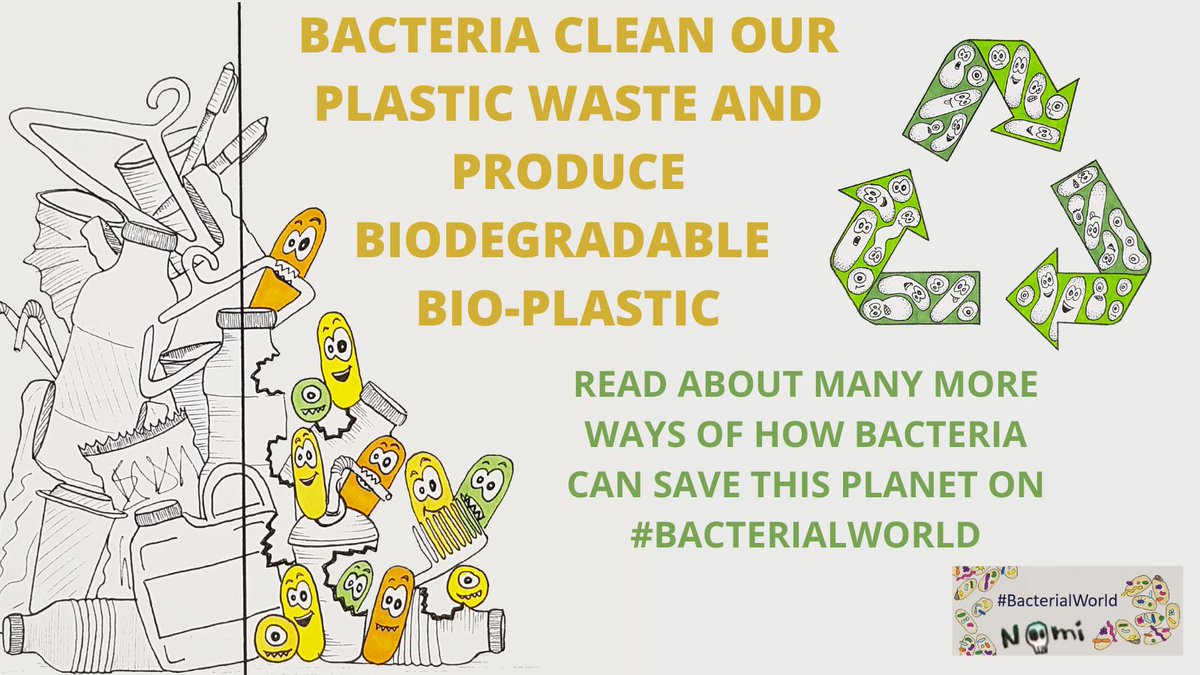 Bacterialworld's tweet photo. Bacteria clean our plastic waste and produce biodegradable #bioplastic. ♻️
Read about many more ways of how #bacteria can save this planet with @RMBurckhardt
and beautiful illustrations by @NoemieMatthey.
https://t.co/M3InQ5MGB3
#BacterialWorld #scicomm #sciblog https://t.co/OmaPgyHMDO