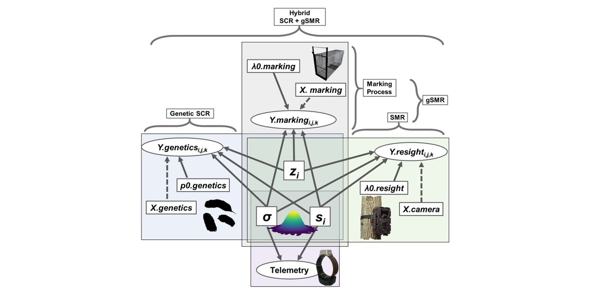 ESAApplications's tweet image. Now online in @ESAApplications:
Evaluating and integrating spatial capture–recapture models with data of variable individual identifiability
#SpatialCaptureRecapture #DensityEstimation #Carnivores #CameraTrapping
doi.org/10.1002/eap.24…