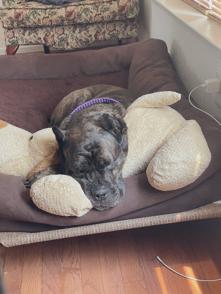 hinklydink's tweet photo. I swear every time I look at Kuma sleeping I’m on the verge of tears she’s so cute 🥺😭💜 https://t.co/KsDkuCItKy