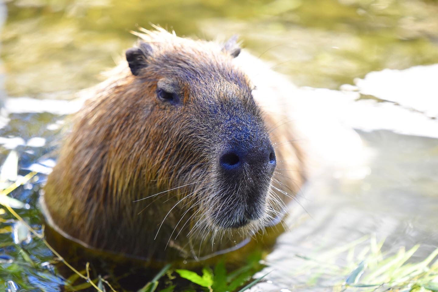 Blue Ball Satoshi 今日も暑いね カピバラは水辺の生き物 カピバラ 温泉 水辺 動物好きな人と繋がりたい 動物好き 動物園 水族館 横浜 八景島 八景島シーパラダイス T Co Mmopuu9c1r Twitter