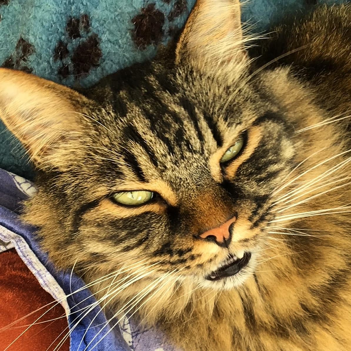 PetsFactor's tweet photo. @drjgreenwood treats a FURmiliar face this Sunday when Penny from the office brings in her fur baby Buddy 😺

This PURR-fect puss has a PAW-sible problem with his teeth which James is hopeful he can sort out, leaving Buddy FELINE-good! 🙈🙊😹
#thepetsfactor https://t.co/ng0HWZjJbi