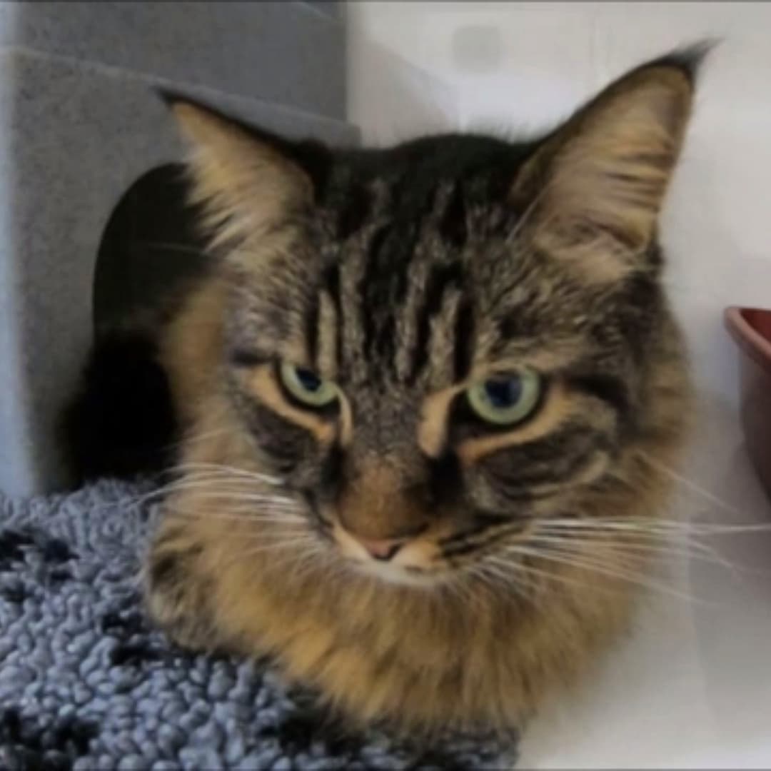 <a href="/drjgreenwood/">Dr James Greenwood</a> treats a FURmiliar face this Sunday when Penny from the office brings in her fur baby Buddy 😺

This PURR-fect puss has a PAW-sible problem with his teeth which James is hopeful he can sort out, leaving Buddy FELINE-good! 🙈🙊😹
#thepetsfactor