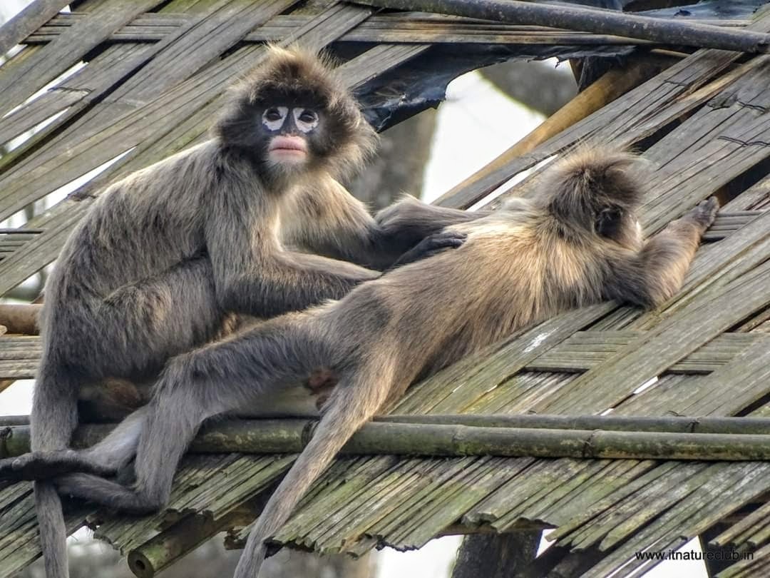 geetanjalidhar's tweet photo. Was reading up on these species ,and realized that I was lucky enough to have seen them couple of times π
https://t.co/gWI7I0y7jB
#phayresleafmonkey
#monkeys https://t.co/GBF6WU1tHA