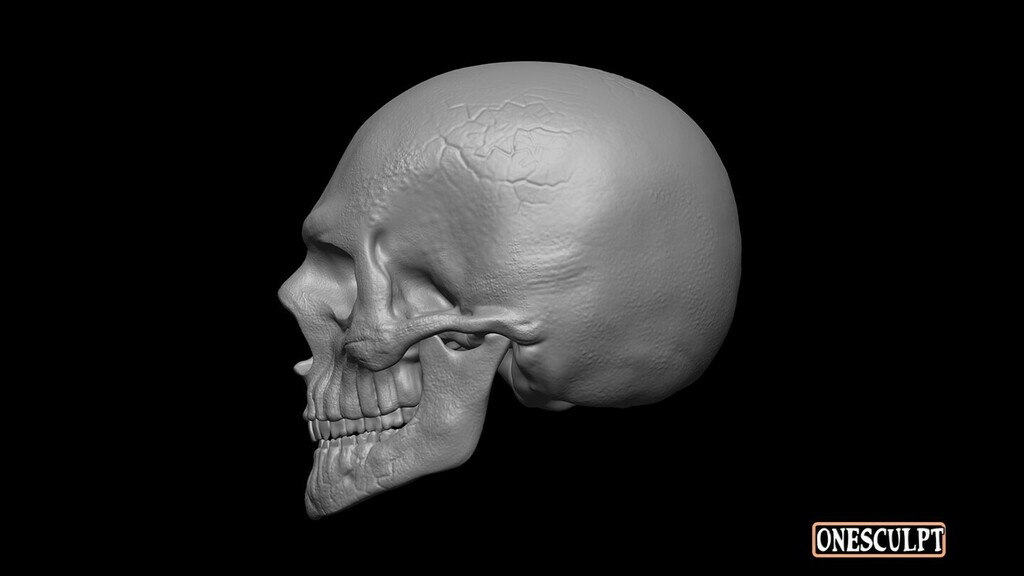 3d created skull with ZBrush Matcap. Side view. ⁠
⁠
.⁠
.⁠
.⁠
#ZBrush #ZBrush2021 #3D #3DArt #DigitalArt #3DModeling #ZBrushSculpt #DigitalSculpting #3DSculpting #Sculpting #CG #CGI #CGArt #ZBrushSculpt #ZBrushArt #ZBrushModel #Sculpture #onesculpt⁠