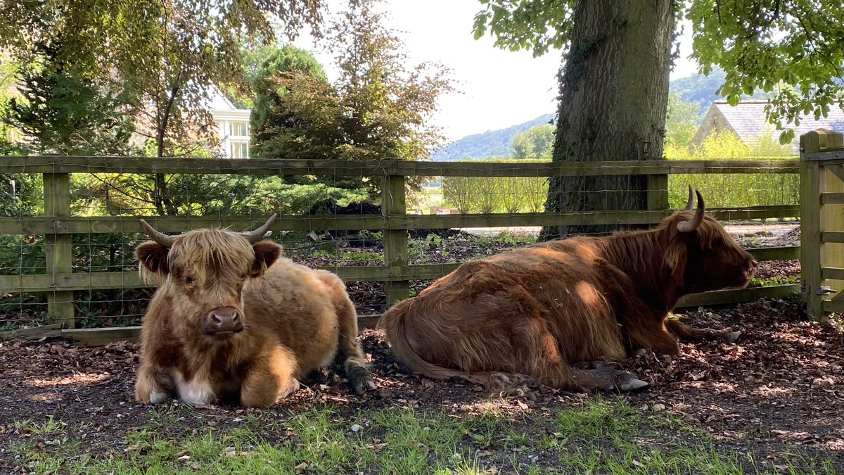 GHLevisham's tweet photo. Cool shade and Steam Trains these cows are in seven heaven outside Grove House Levisham Station.  #steamtrains #highlandcattle #Levisham #GroveHouseLevisham #cool #shade #JulySun #NorthYorkMoors https://t.co/frY8PnCaEL