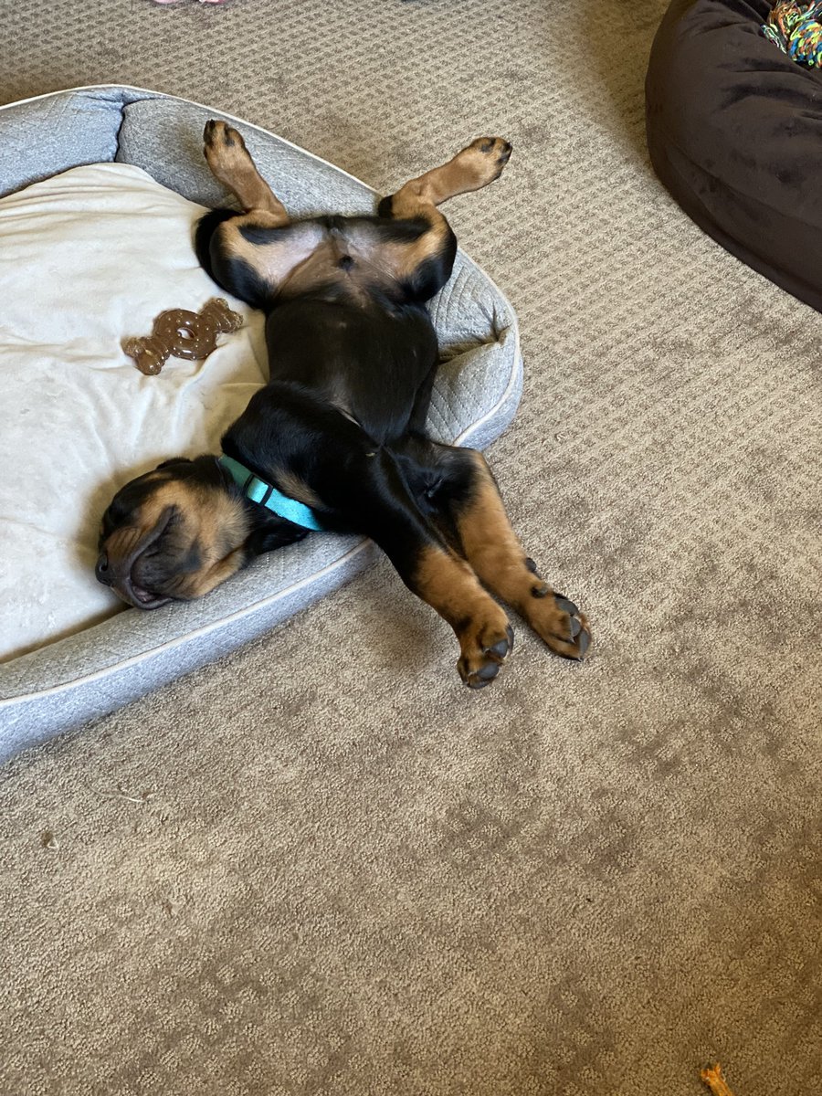 Sdeyoung1's tweet image. @EVERFIK12 Our puppy Georgie attempted to have the LearnOn be about him by chewing through the wire to cut off the WiFi. Thank goodness for personal hotspot on my phone. Thank you for an incredible LearnOn. 😊🙌#LearnOn2021