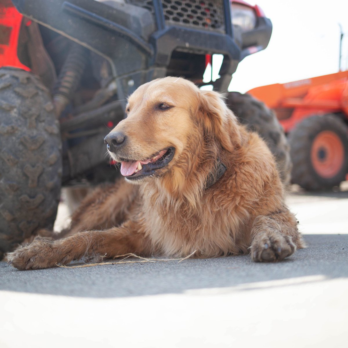 We're in the Dog Days of Summer, for sure. Ginny recommends coming up to the estate for a refreshing wine tasting. bit.ly/3hijhun

#springmountain #napavalley #sthelena #winecountry #schweigervineyards #ShareYourSchweiger #visitnapavalley #winery #winetasting #dogdays