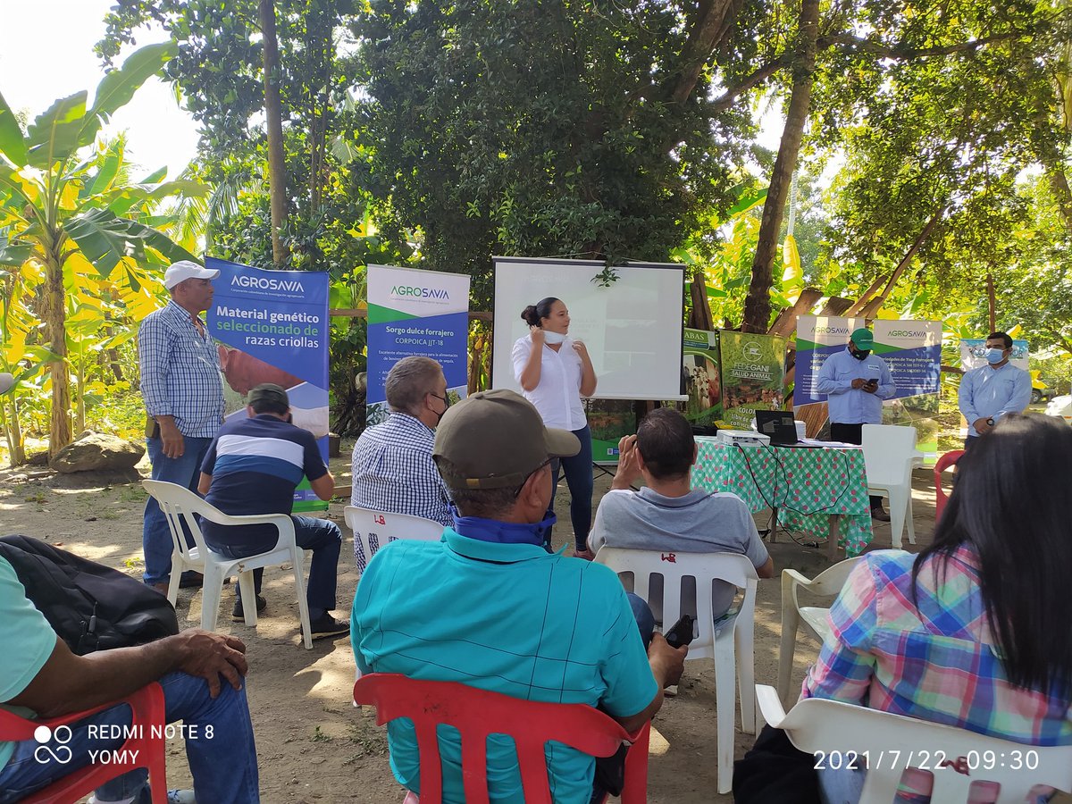 GANABAS2's tweet image. De la mano con #agrosavia #fedegan #codegacor y #ganabas brindándole capacitación a nuestros ganaderos de nuestros municipios