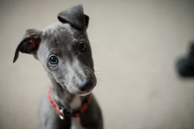 Love Pets Now tweet media