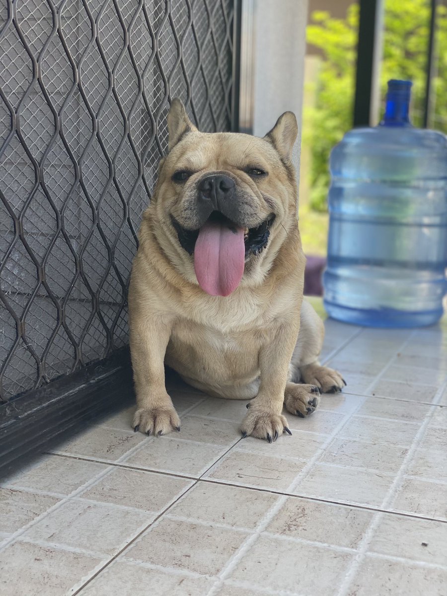 Dooomzzsx's tweet photo. Missing‼️‼️‼️‼️ 
French Bulldog! Last seen Ilumina Estate Communal Davao City! 

Contact: 09298370803 https://t.co/1pCsG95Kep