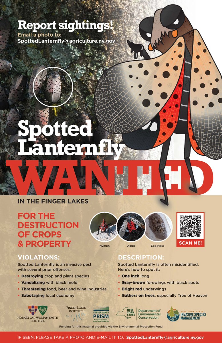 Spotted lanternfly (SLF), originally from east Asia, is expanding its range into New York. SLF poses an immense threat as it prefers to feed on grape vines and apple trees. If you believe you've found SLF, please take a picture and email it to spottedlanternfly@agriculture.ny.gov