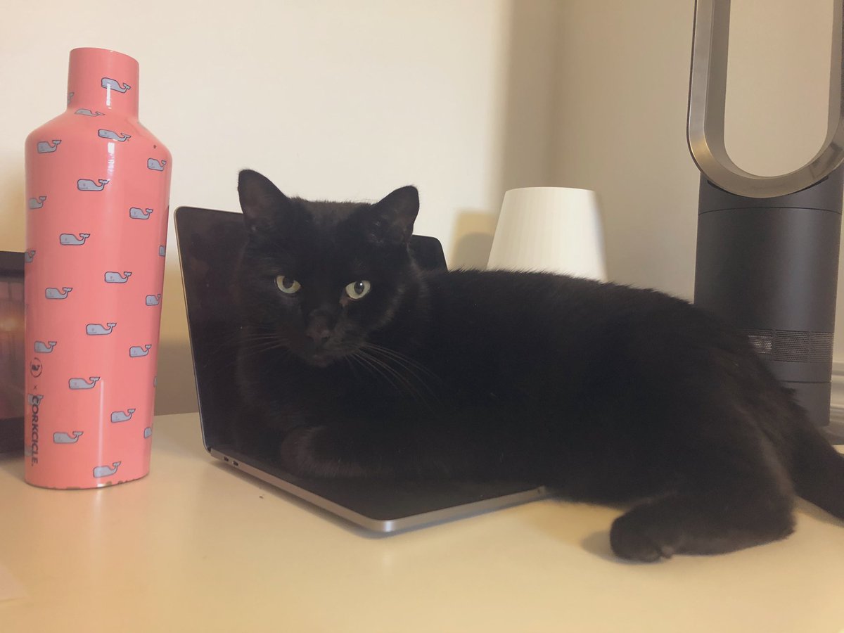 Guess it’s been decided that now’s a good time to take a break from grant writing ?! … 

Coffeeeeee here I come ☕️ 

#AcademicChatter #CatsOfTwitter