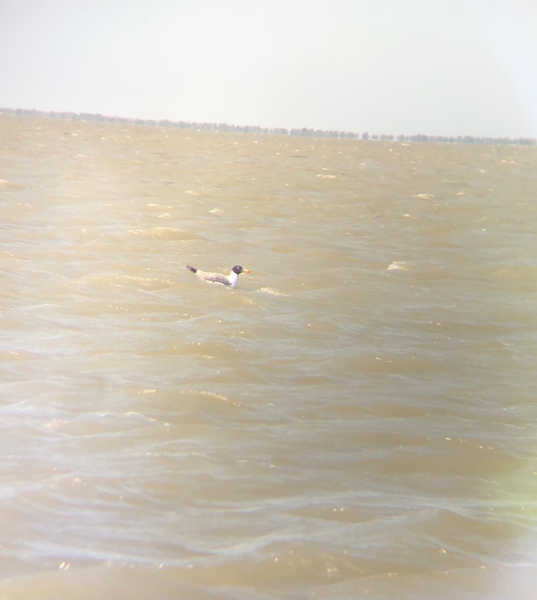 Shiliax's tweet photo. A Great Egret and a Pallas’s Gull on the sahalin bay in the Danube Delta, Romania #BirdsSeenIn2021 https://t.co/EkdAAK4hwa