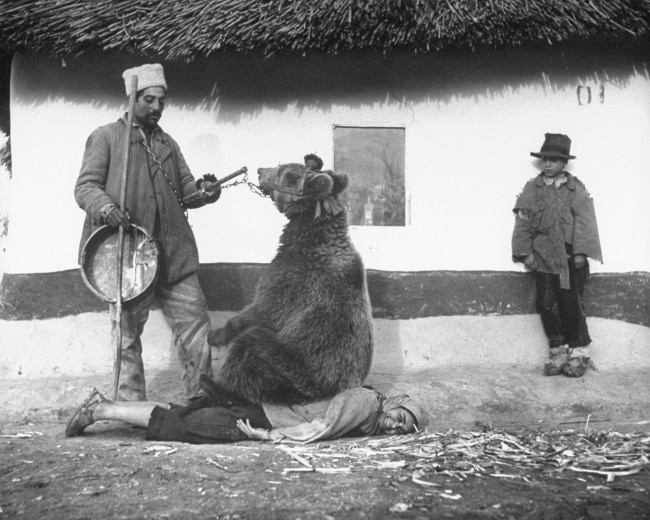 base40's tweet photo. “Ursoterapia” para tratar dores nas costas, Romênia, 1946: https://t.co/MxPhrOtXJW