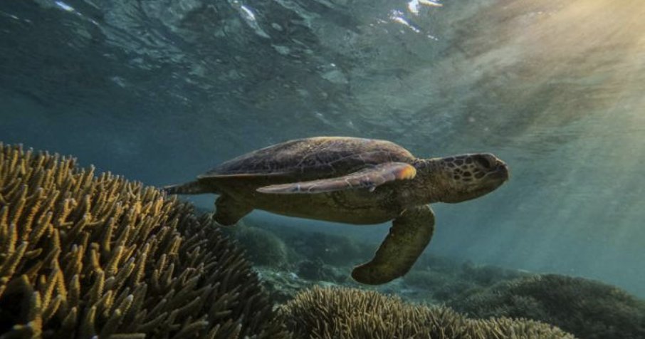 TheBigWildOrg's tweet photo. The Big Wild Daily
Top Stories via @WWFnews Great Barrier Reef in danger: Don’t fight the diagnosis, fight the threats;  eDNA boasts ‘killer feature’ over other methods; @conservationx The Sentinel System; @Raincoast Killer Whale Monitoring Program
https://t.co/VPRargsriT https://t.co/mwuuZjO920