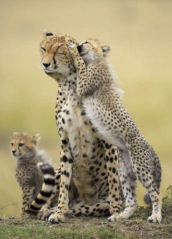 gia__vilamala's tweet photo. #wildlife #photography https://t.co/CAbFBGACEW