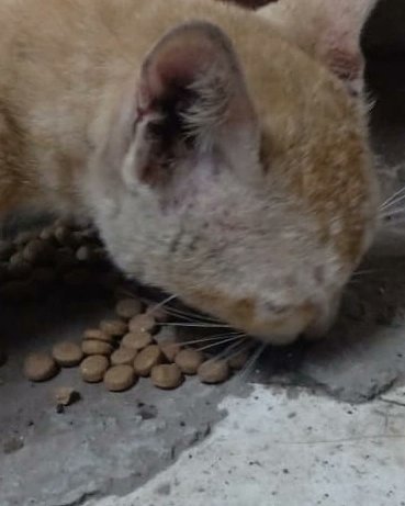 streetanimalsin's tweet photo. Feeding Day 400 Date 20/07/2021
.
.
Showering your love stay connected with humanity

@forfuturein @Childhelpindia #StreetAnimals #StreetAnimalsIndia
#wildlifephotography #cuteanimals #petstagram #puppy #birds #instagood #doglovers #animales #adoptdontshop #naturelovers https://t.co/qidefmEn6X