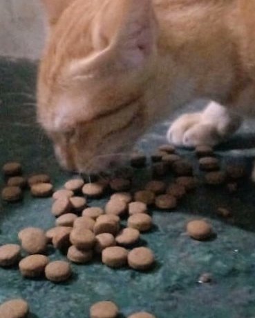 streetanimalsin's tweet photo. Feeding Day 400 Date 20/07/2021
.
.
Showering your love stay connected with humanity

@forfuturein @Childhelpindia #StreetAnimals #StreetAnimalsIndia
#wildlifephotography #cuteanimals #petstagram #puppy #birds #instagood #doglovers #animales #adoptdontshop #naturelovers https://t.co/qidefmEn6X