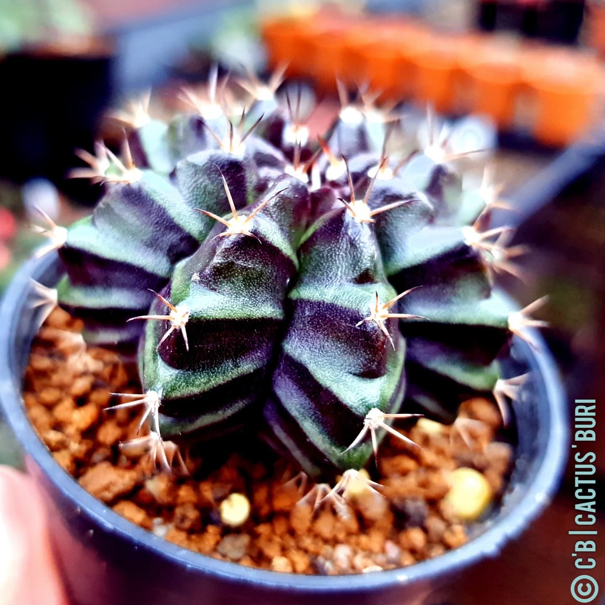 CactusBuri's tweet photo. 💚💚💚 Green Gymno : สายเขียว บั้งคม สันพูเด่น ลายเข้มๆ : Good Night 
#แคคตัสบุรี
#Cactusburi 
#แคคตัส #cactus #ยิมโน #Gymnocalycium  #cacti #cactuslover  #กระบองเพชร #ตะบองเพชร #คนรักแคคตัส #คนรักกระบองเพชร https://t.co/5myeHEgXg0