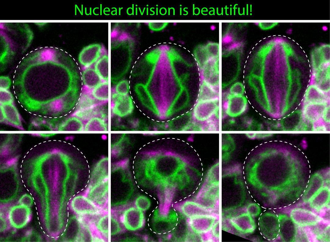 UCL Laboratory for Molecular Cell Biology (@lmcb_ucl) on Twitter photo We've asked <a href="/Roubinet31/">Chantal Roubinet</a> (<a href="/lab_baum/">Buzz Baum's Lab</a>) to tell us about her recent publication in <a href="/CurrentBiology/">Current Biology</a> where she shows asymmetric nuclear division forms sibling nuclei that differ in size and composition.
Read the interview here: bit.ly/3kMgg8S We've asked <a href="/Roubinet31/">Chantal Roubinet</a> (<a href="/lab_baum/">Buzz Baum's Lab</a>) to tell us about her recent publication in <a href="/CurrentBiology/">Current Biology</a> where she shows asymmetric nuclear division forms sibling nuclei that differ in size and composition.
Read the interview here: bit.ly/3kMgg8S