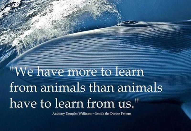 humane_online's tweet photo. Animals have been on this earth longer than us humans. Even though they don't speak our language, they are very smart and can always find a way to communicate with us in some way or another!
https://t.co/acyl1bpuhB https://t.co/YsPaJAzOPl