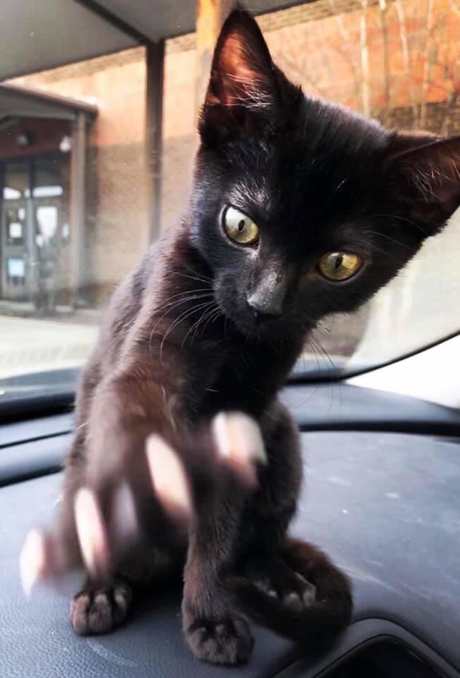 BratTheKat's tweet photo. Please, no paparazzi 🐈‍⬛✨ #CatsofTwitter #BratVoid https://t.co/BLxOkUn04P