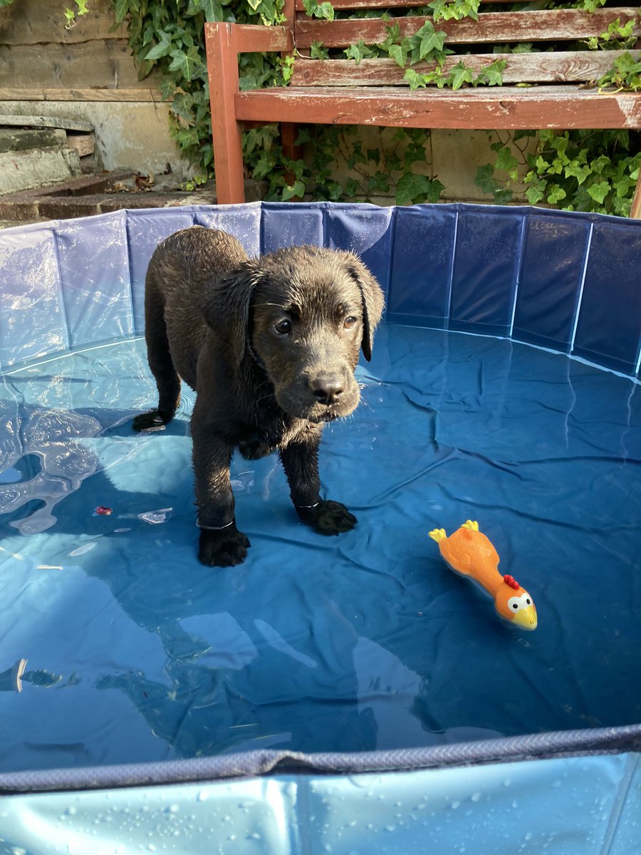 RaisedToAssist's tweet photo. Spent the last few days playing in the pool loving my life😀. All set to hit the shops next week as part of my #public access work towards becoming another #amazing #assistancedog #Leigh https://t.co/r6pjqPG1AN