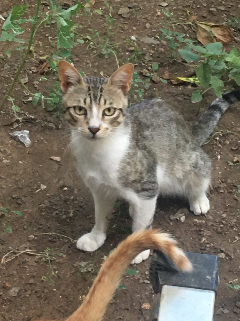 Av. Mehmet ÇOBAS ⚡ (@mcobaz2) on Twitter photo 