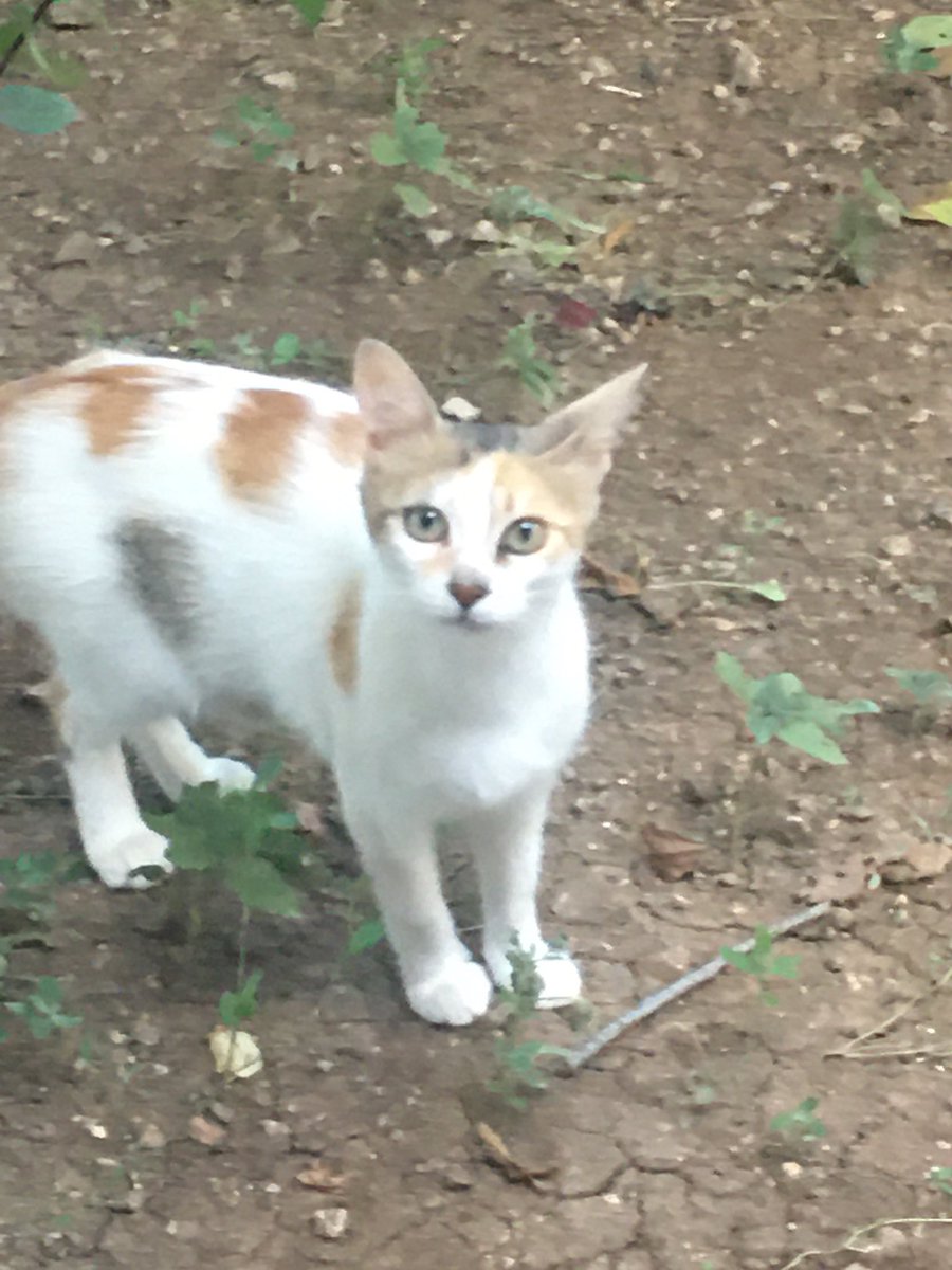 Av. Mehmet ÇOBAS ⚡ (@mcobaz2) on Twitter photo 