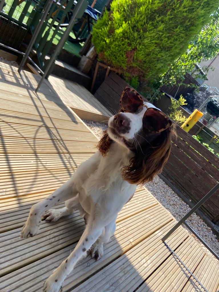 K9Scottish's tweet photo. #PDLeo hopes all his furry friends are staying as cool as him 😎 
#HeatWave2021 
#PoliceDogsOfTwitter https://t.co/4qXNRCZM1j