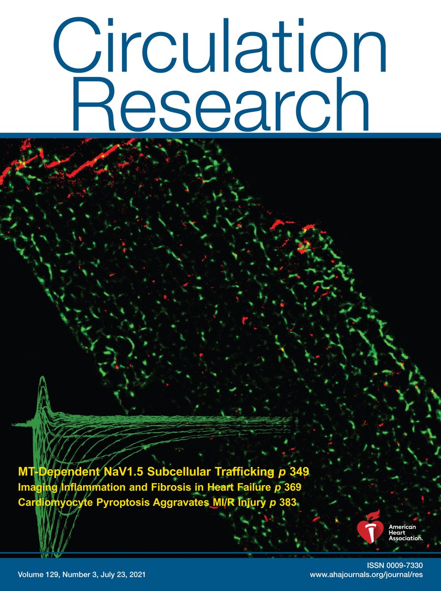 CircRes's tweet photo. @CircRes July 23rd Issue is Out! https://t.co/39gdvADi8H 

Cover: Immunofluorescence the sodium channel (green) and intercalated disk (red) in murine cardiomyocyte. Inset depicts sodium current traces measured by patch clamp.

@GA_Marchal @CarolRemme @calum_og @pwburridge https://t.co/VVUuZSdKi3