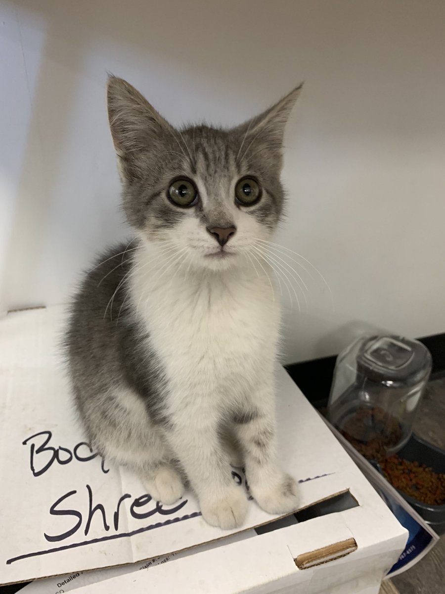 tvashleysmith's tweet photo. Meet the newest member of @FirelandsChevy, Avis! He works the front desk. Find out just how he got there, tonight on @13abc at 5! https://t.co/sSoOhk8k0I