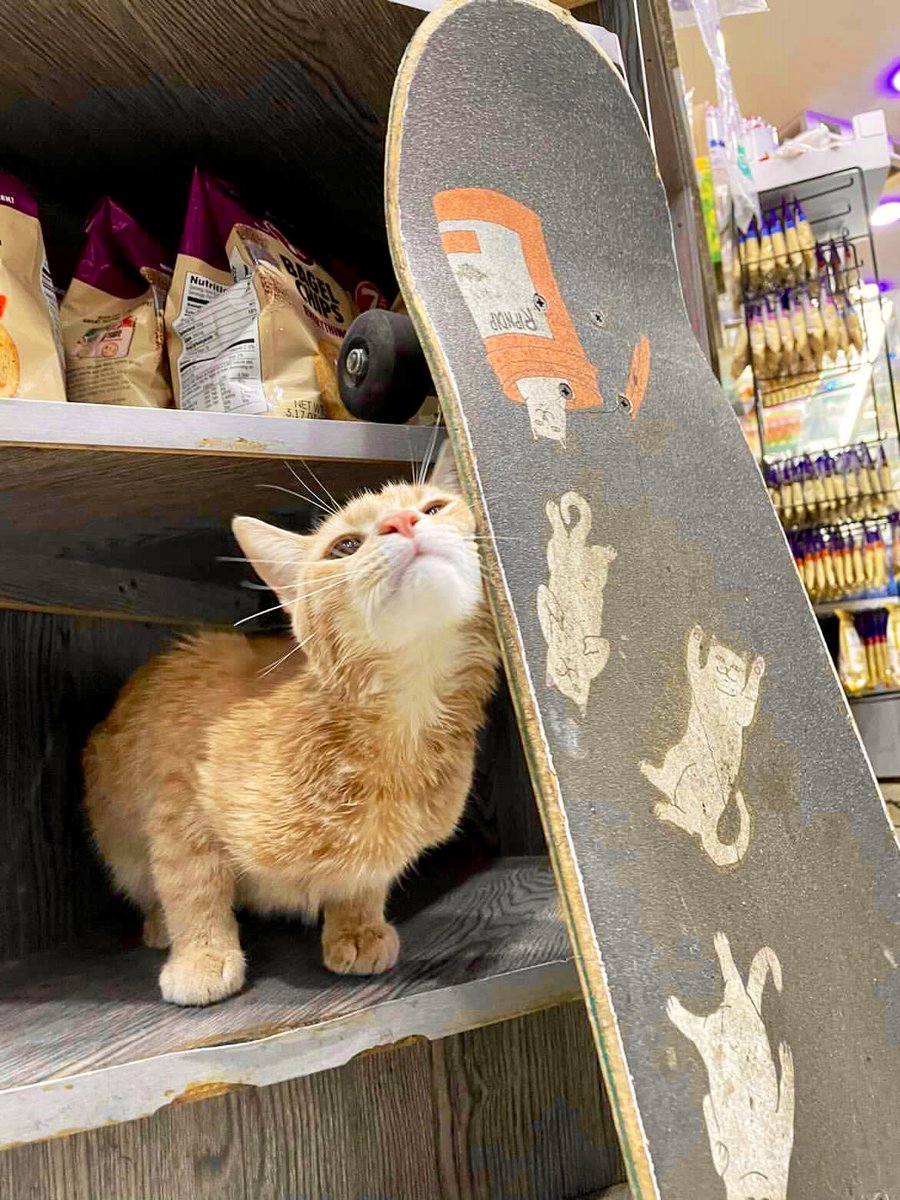 Bodegacats_'s tweet image. 